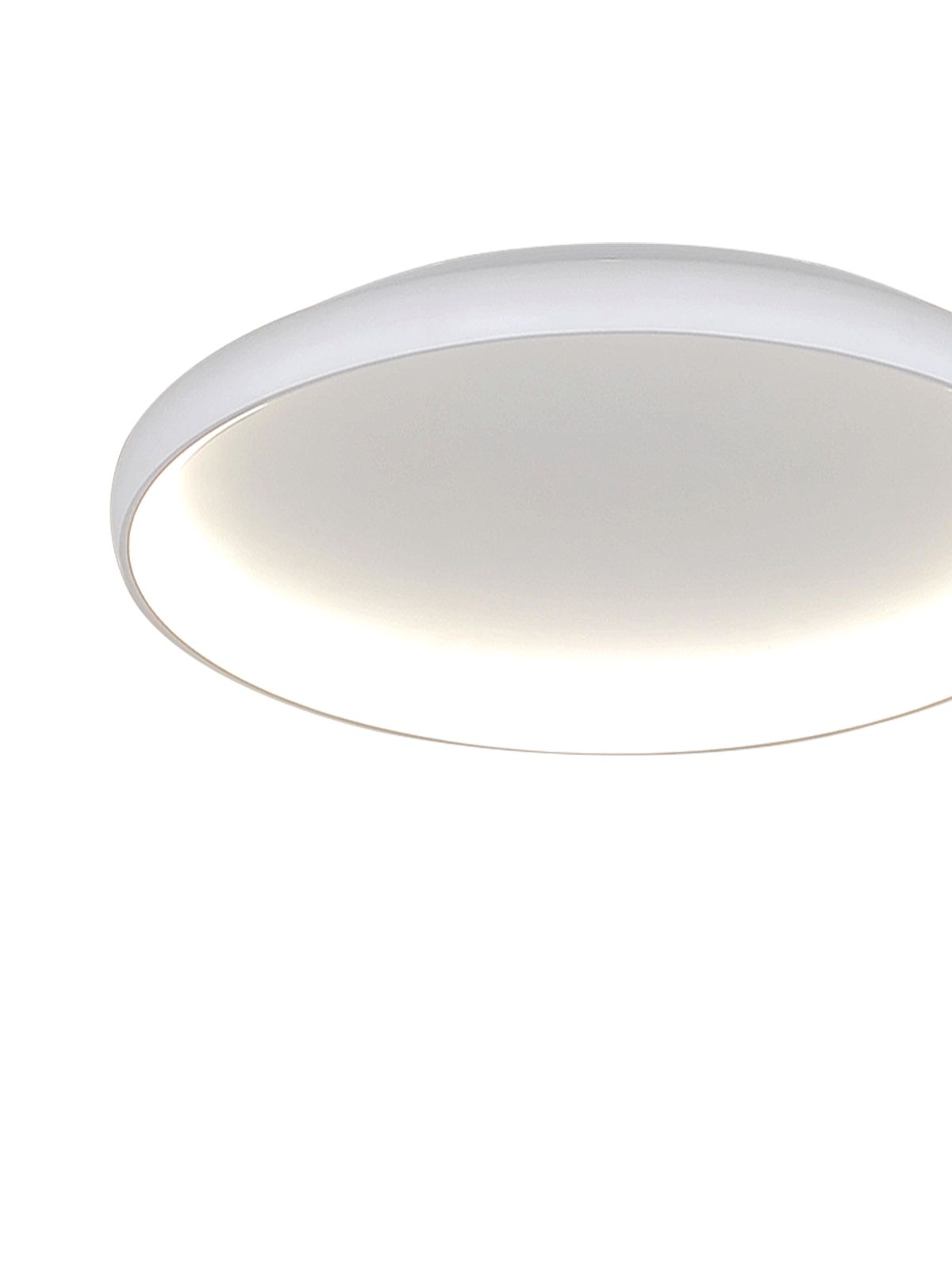 דליה צמוד CCT