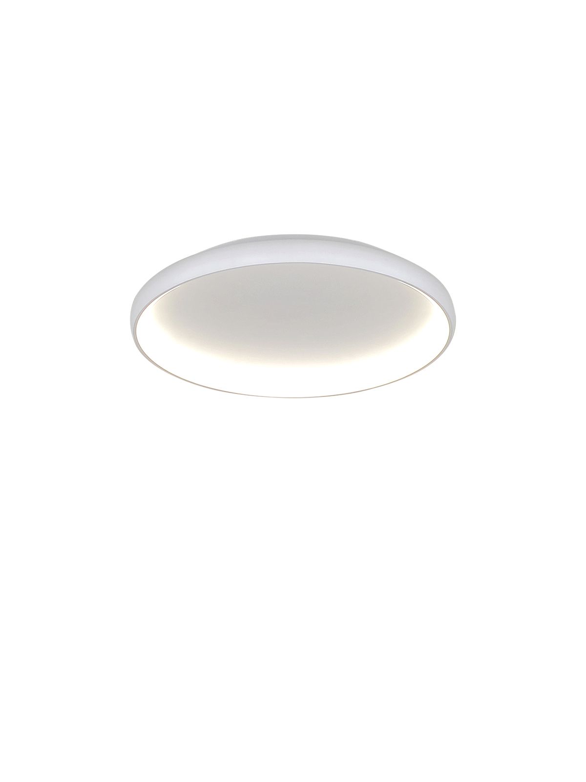 דליה צמוד CCT