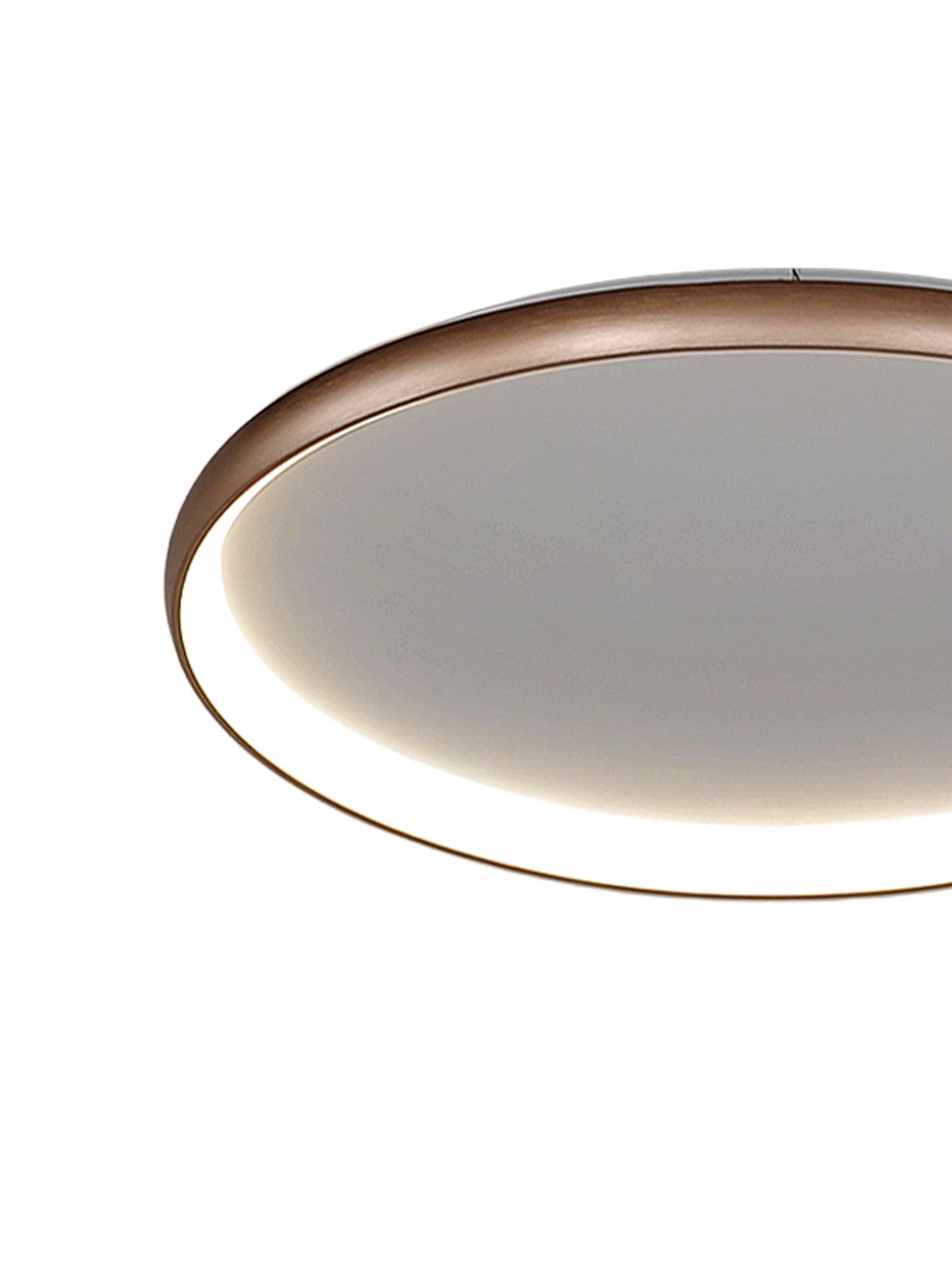 דליה צמוד שמפניה CCT