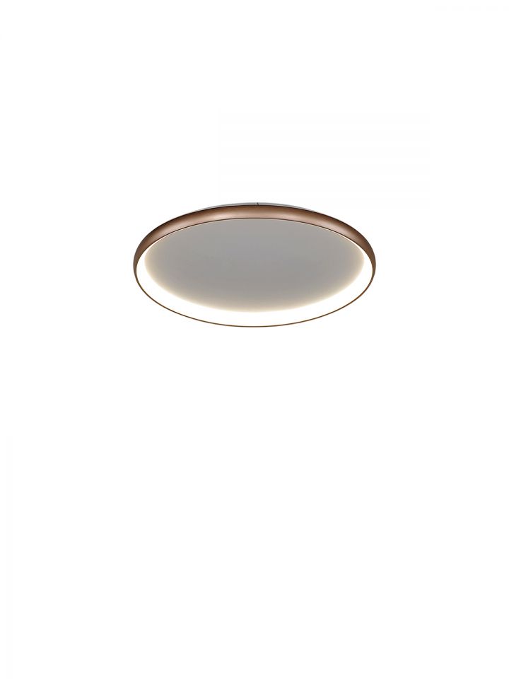 דליה צמוד שמפניה CCT