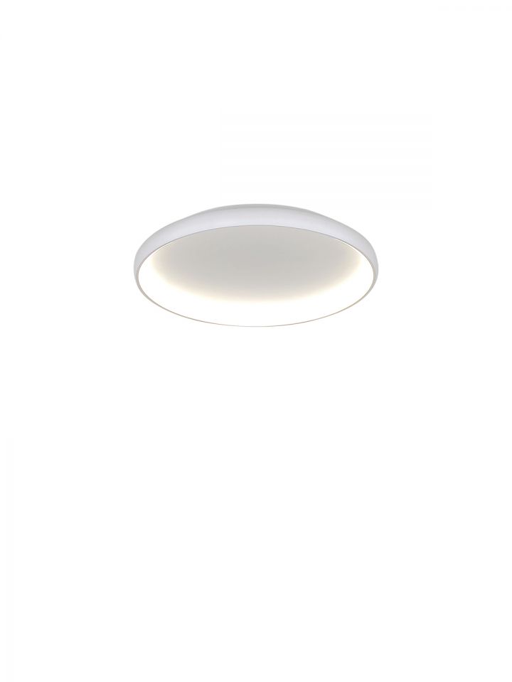 דליה צמוד CCT